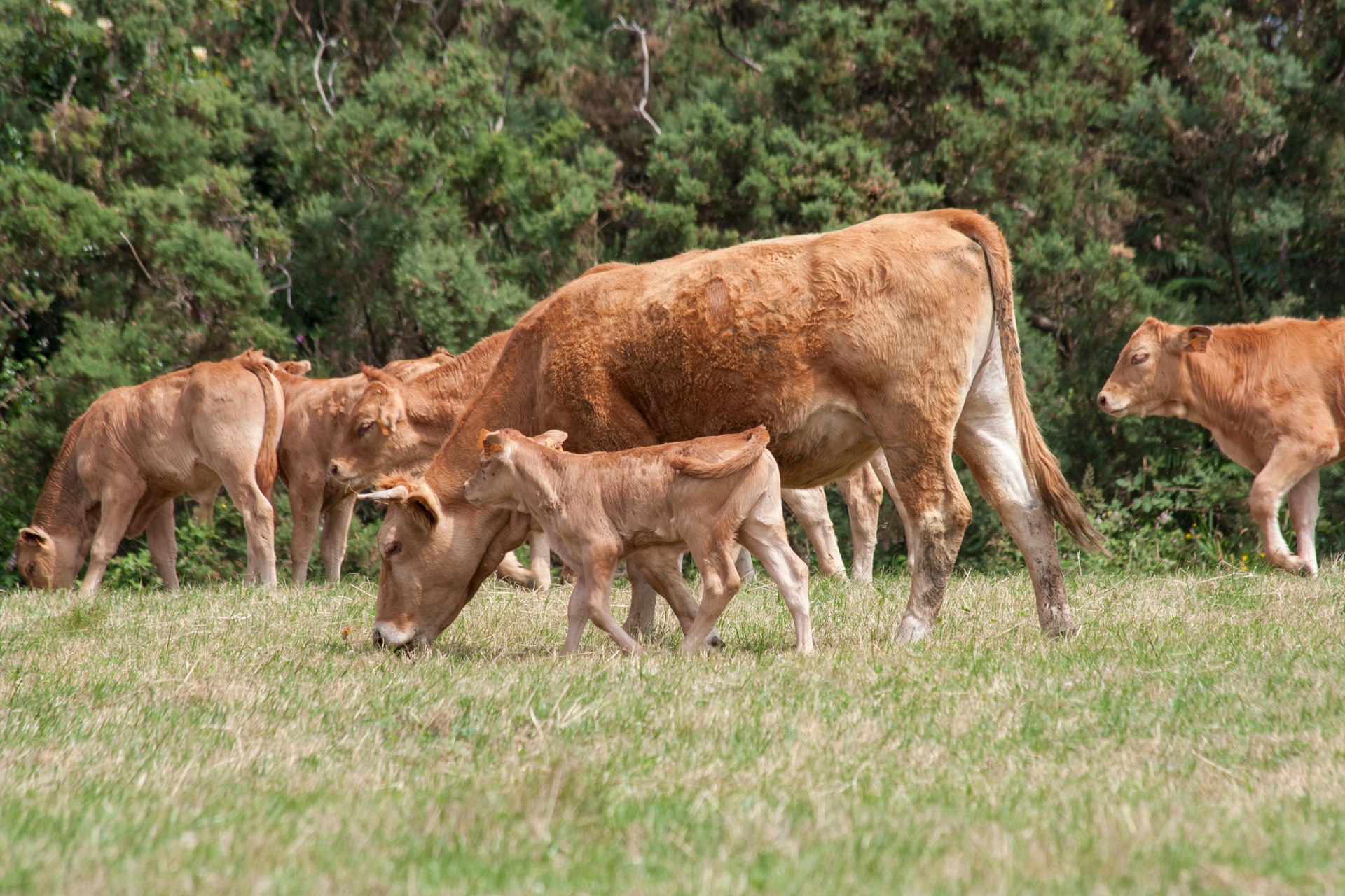 A herd of cattle grazing on a lush green field